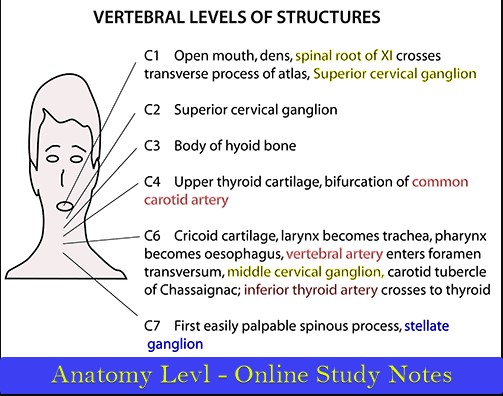 Anatomy levels Online study notes for Doctors Nurses and Paramedics