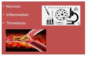 Necrosis, Inflammation, Thrombosis- BSc Pathophysiology Nursing Notes