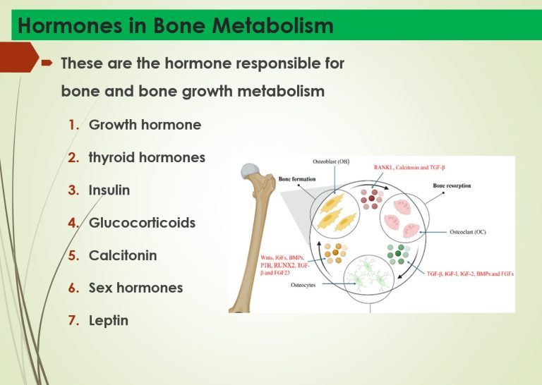 Hormones Roles in Bone Metabolism -Study Notes